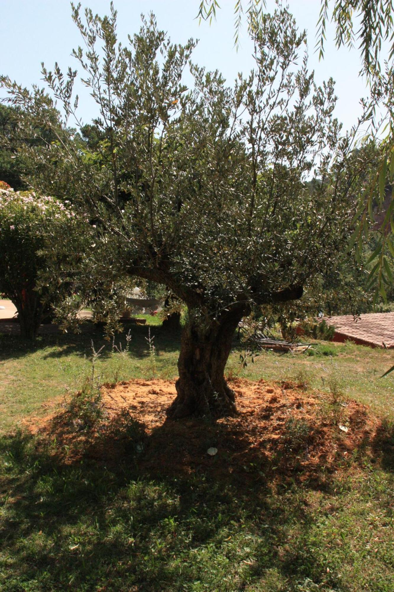 Villa Des Roses Roussillon en Isere Kültér fotó